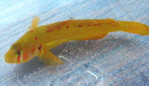 goby2%20Gobiodon%20id.jpg