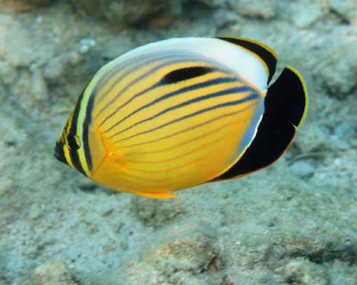 0_polyp-butterflyfish-chaetodon-austriacus.jpg