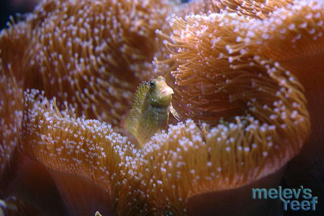 lawnmowerblenny_d70.jpg