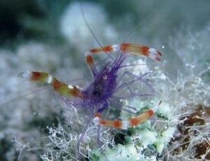 Stenoputenuirostris.jpg