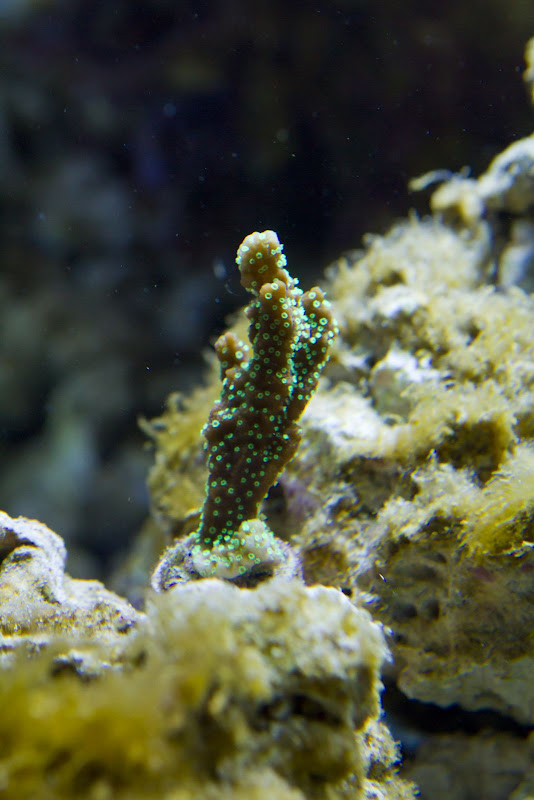 270-aquarium-6126.jpg