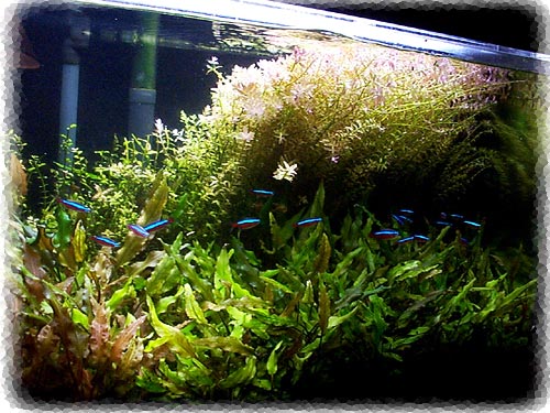29gfrontc012000.jpg