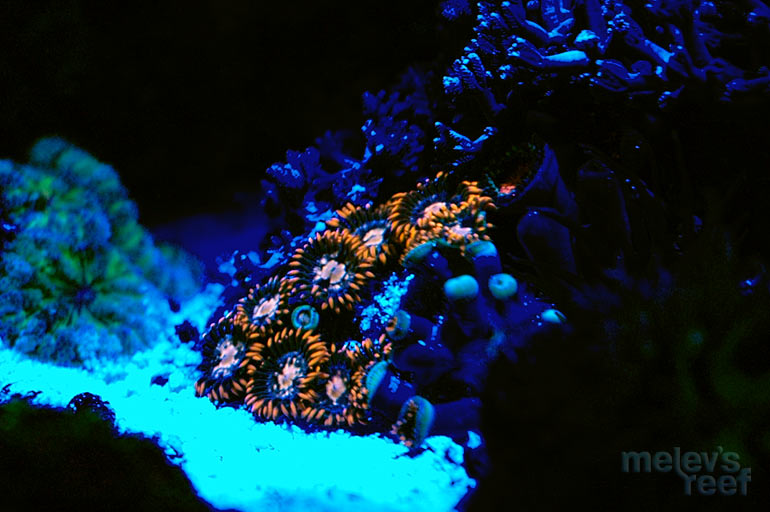 nano_leds_orange_zoas.jpg