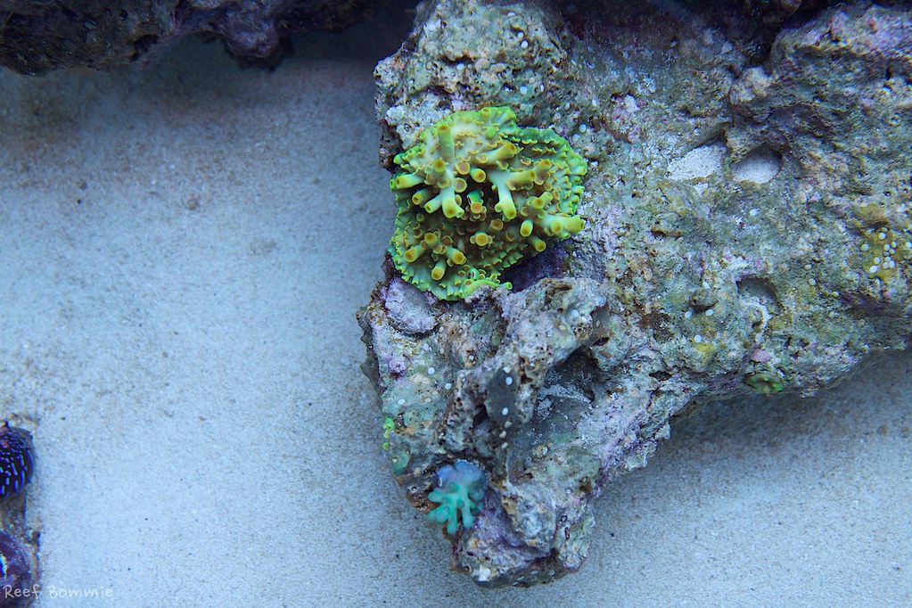 38603634756_f5d6b81967_b.jpg