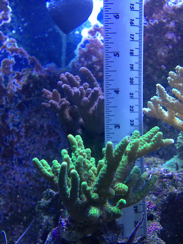 Reef_080713_017.jpg