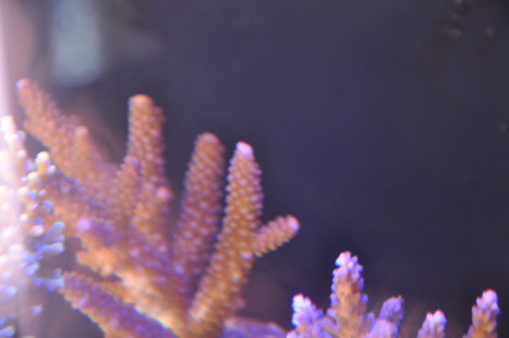 SPS%20ID%20008.JPG