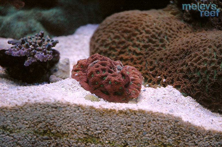 warcoral_0430.jpg