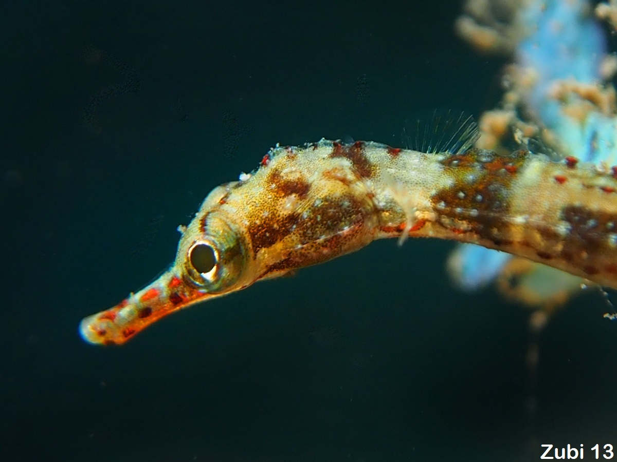 Corythoichthys-amplexus4.jpg