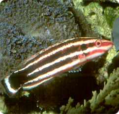 000341_Bodianus_opercularis.jpg