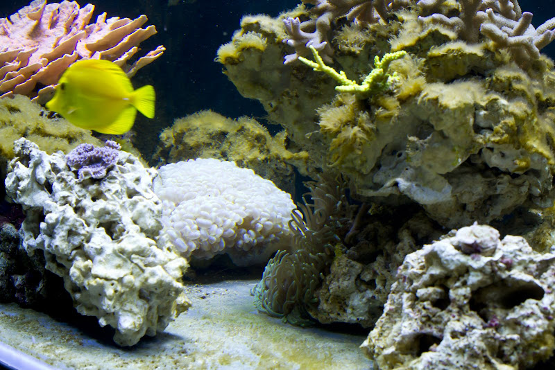 270-aquarium-6103.jpg
