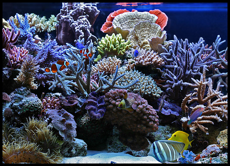775_5-21-07_tank.jpg
