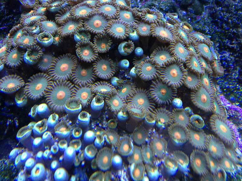 Reef_080713_011.jpg