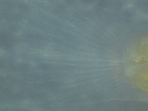 perc_360_5.jpg