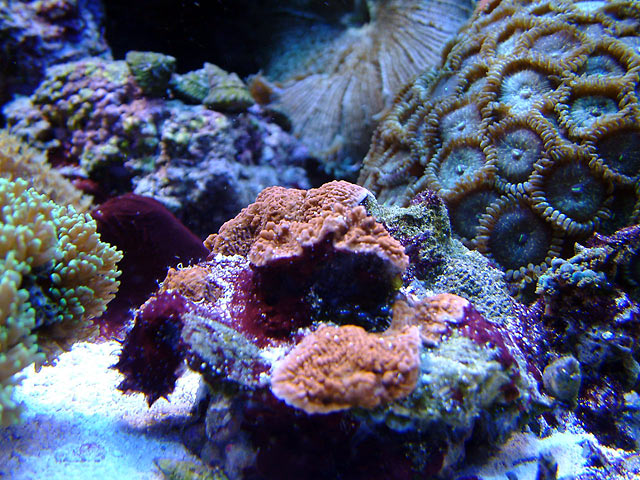 mcap_0531.jpg