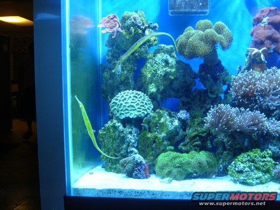 fish-tank-048.jpg