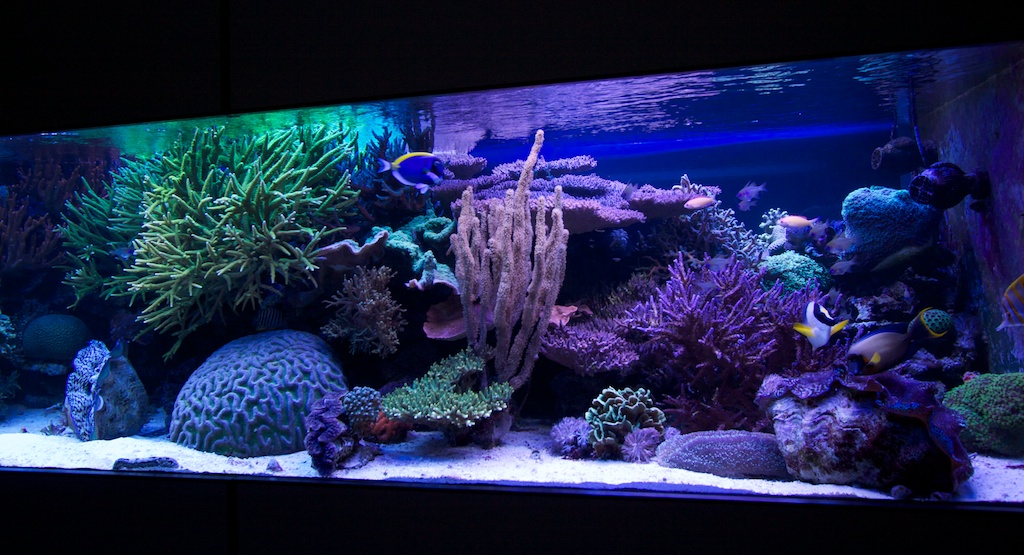 reef_20120720-8.jpg