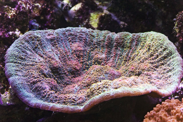 Echinophyllia-10-06.jpg