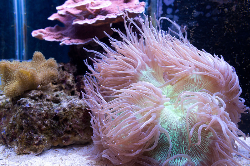 Elegance-Coral-L.jpg