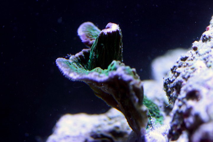 cap_082005.jpg