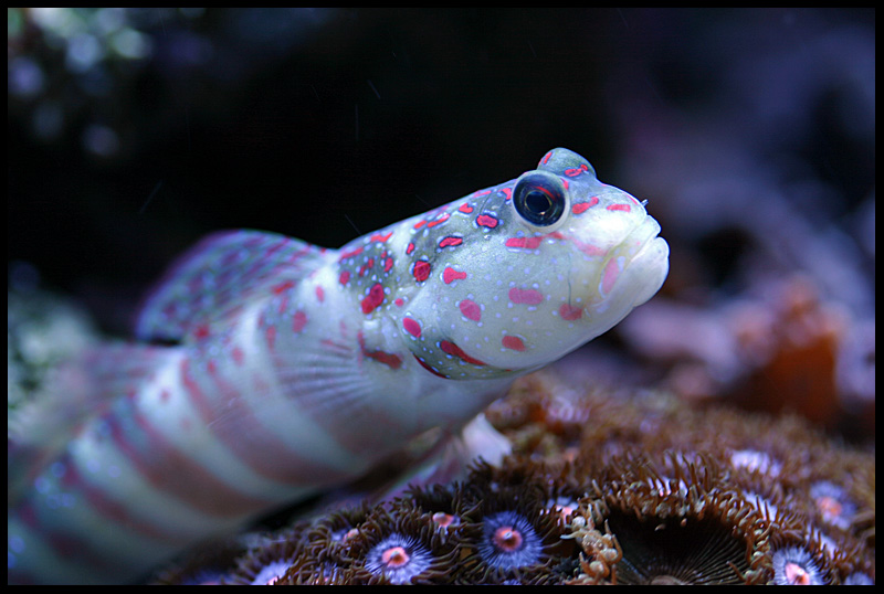 632_blenny.jpg