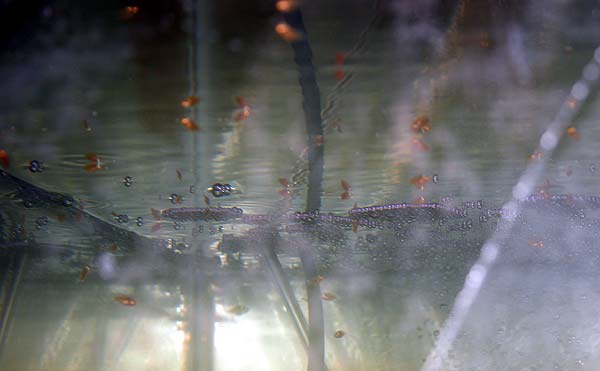 DSCN7677.jpg