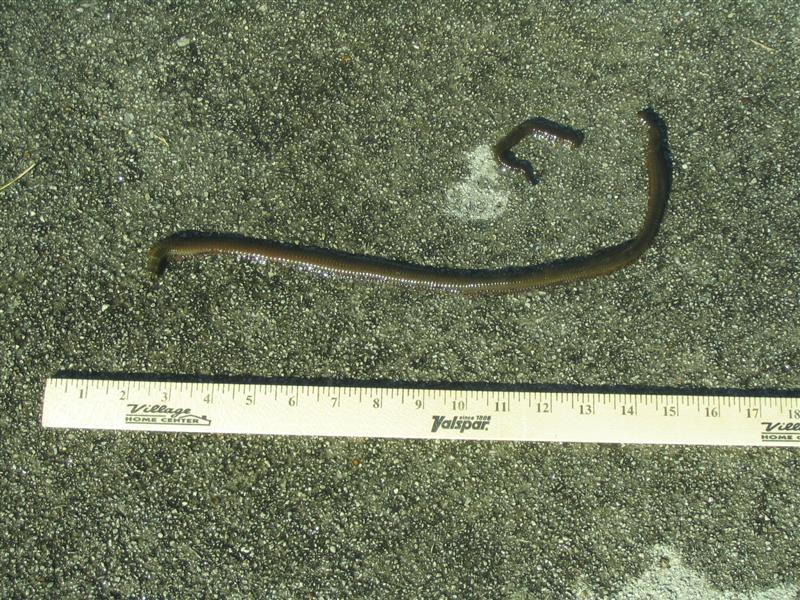 Worm4.jpg