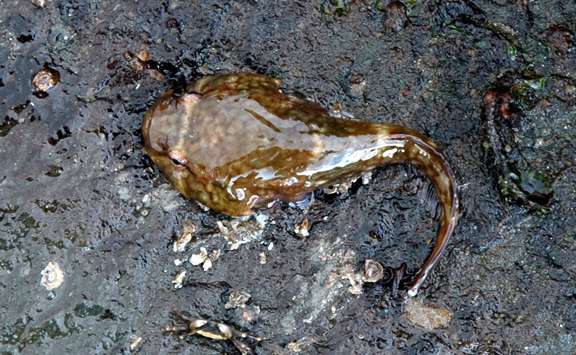 clingfish2.jpg