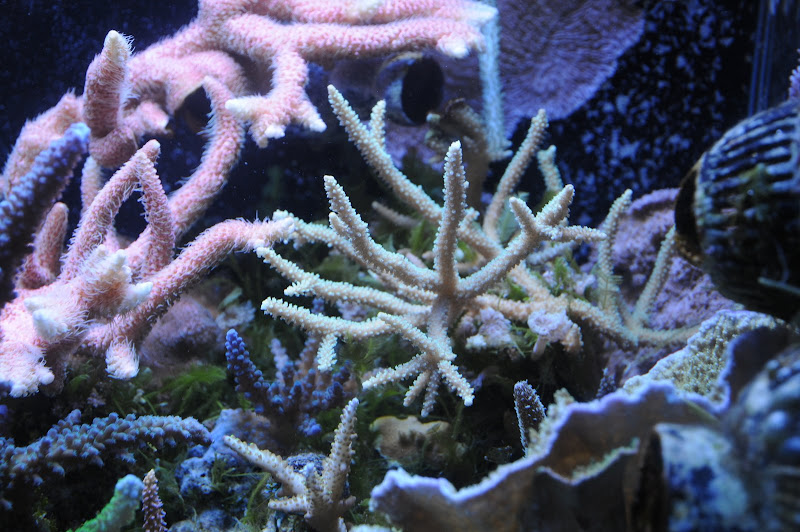 DSC_1585.JPG