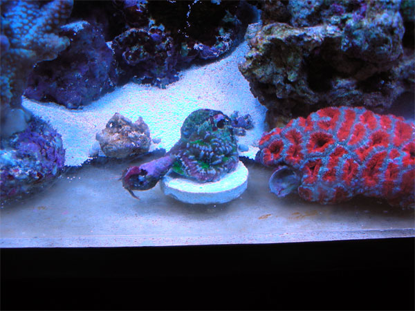 acan2.jpg