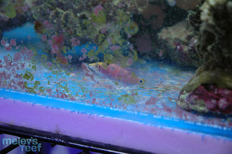 mystery_wrasse2.jpg