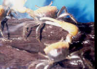 Uca_crassipes_Fiddler_CrabsAQ.jpg