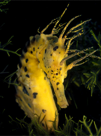 seahorse_w_cirri.jpg