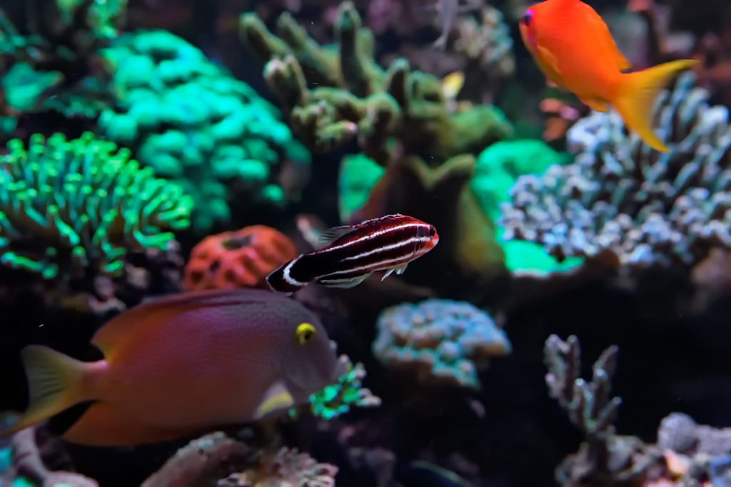 bodianus-sepiacaudus.jpg