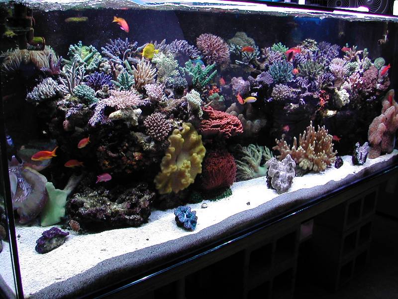 Wayne Shang's Tank.jpg