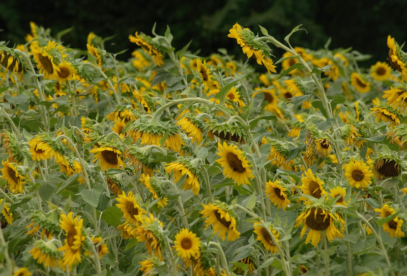 SunFlowers-L.jpg