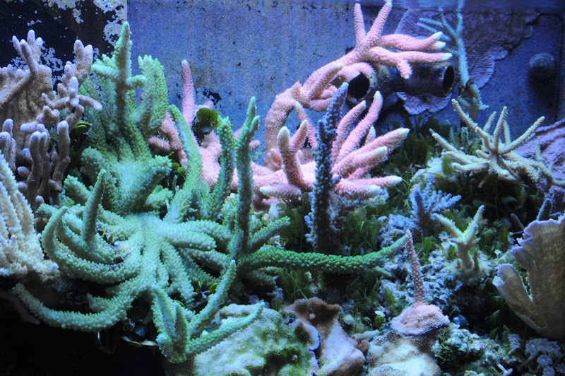 DSC_1215.JPG