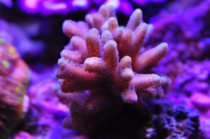 DSC_0815.JPG