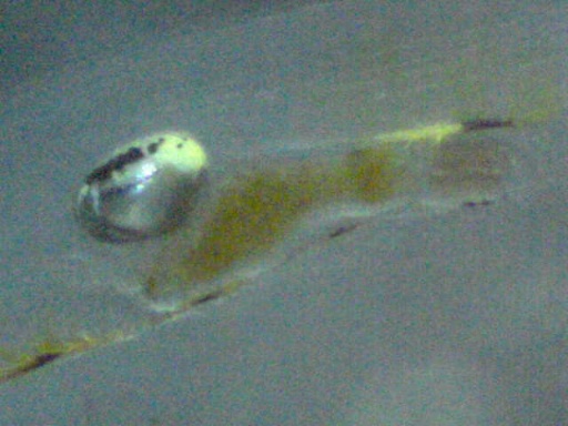 GBG_12_6.jpg