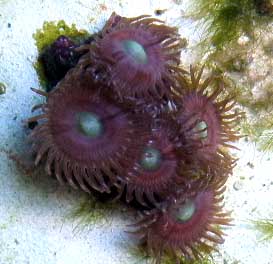 5PINKZOA.jpg