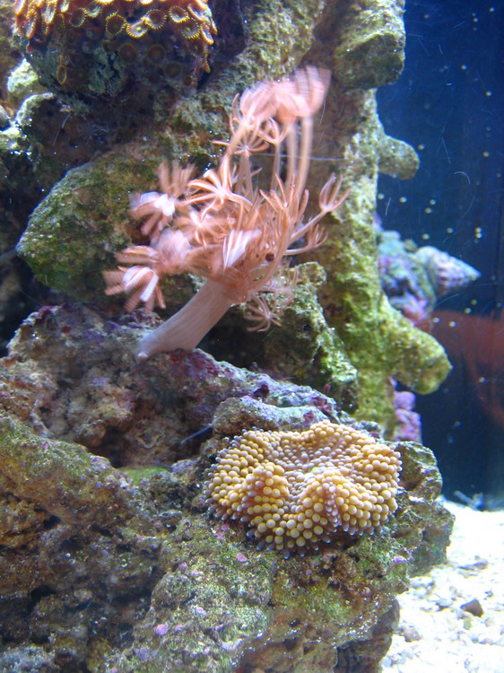 IMG_1239_resize.JPG