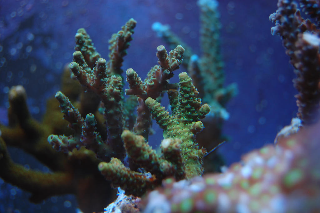 Green_Acros_by_Logzor.jpg