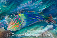 45M1020-05-checkerboard-wrasse.jpg
