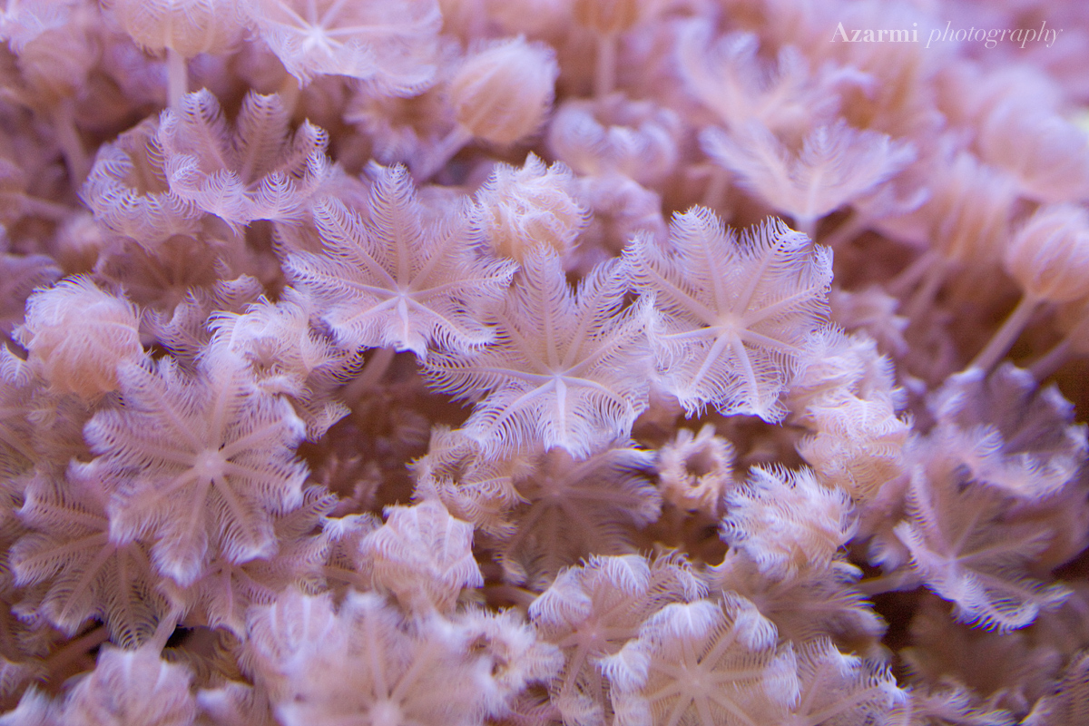 softcoral-3.jpg