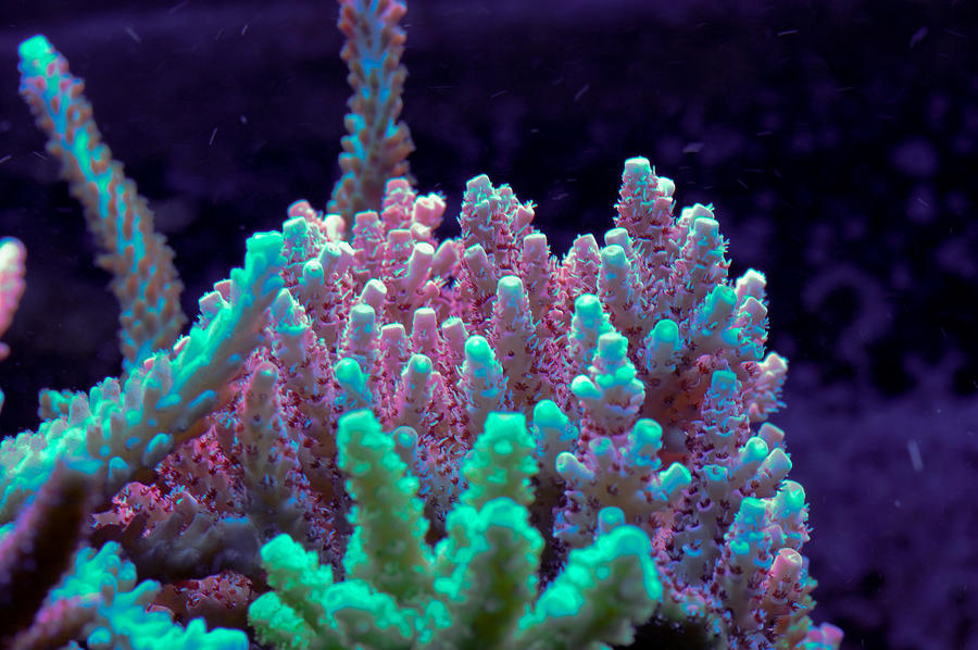 Rommels_Watermelon_Acro_by_Logzor.jpg