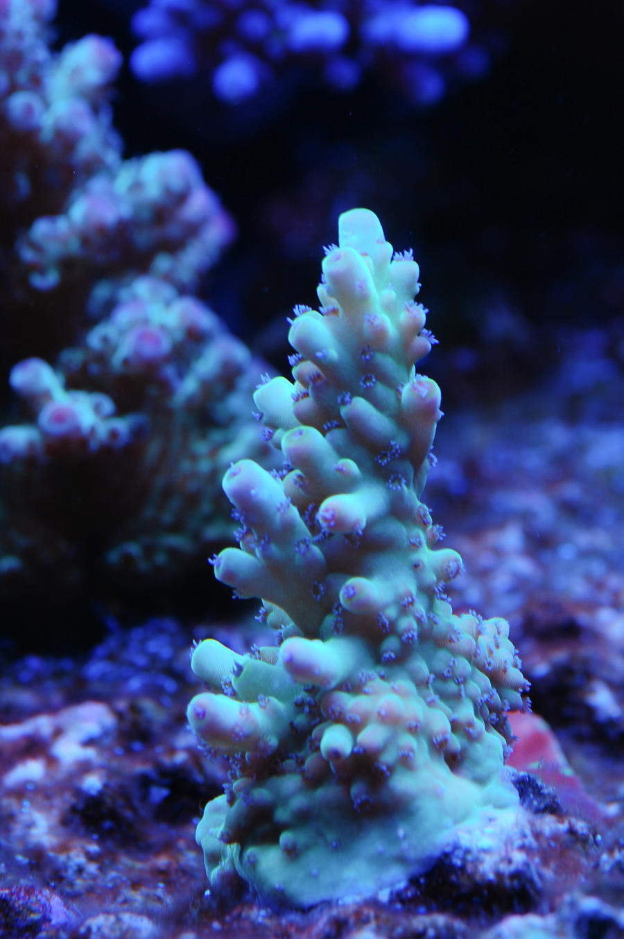 German_Blue_Polyp_Acro_by_Logzor.jpg