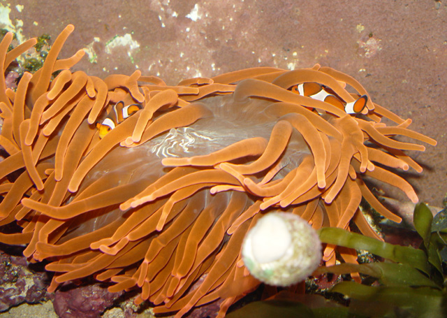 DSC04619_Clown_anemone-vi.jpg
