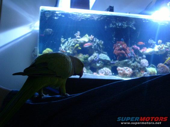 fish-tank-039.jpg