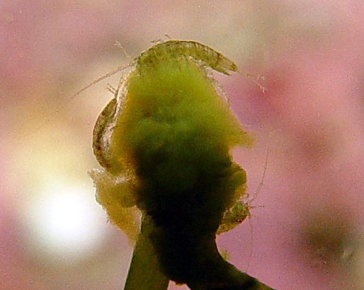 DSC04649_Isopods-vi.jpg