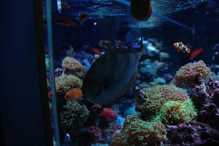 pb_reef_vlamingi2.jpg