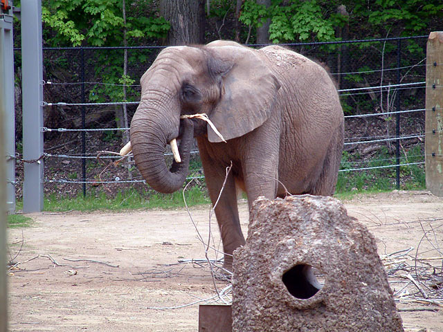 elephant2.jpg